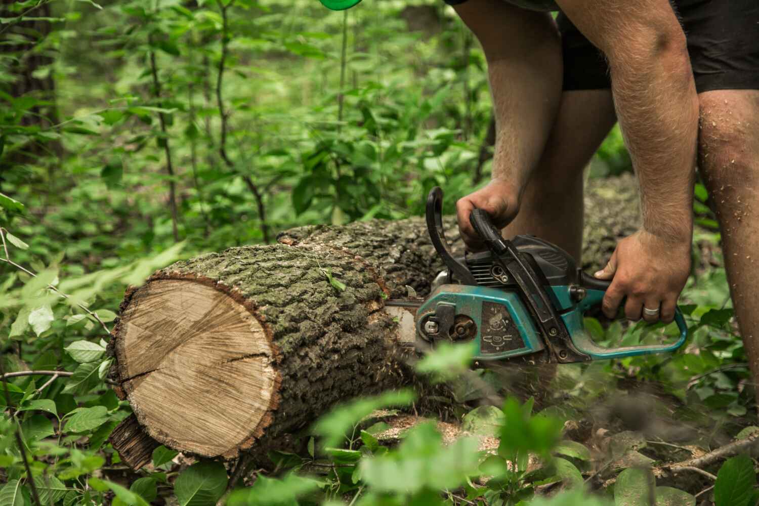 The Steps Involved in Our Tree Care Process in Clearwater, FL